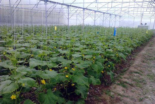 احداث گلخانه های کوچک مقیاس در شهرستان بناب   