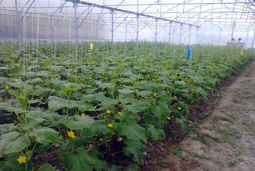 احداث گلخانه های کوچک مقیاس در شهرستان بناب   