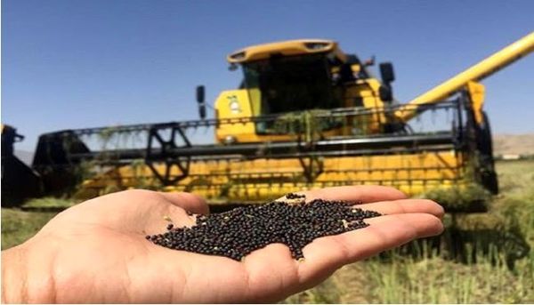 پایان خرید تضمینی دانه روغنی کلزا در استان خراسان شمالی