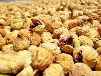 باغداران ابرکوه ۱۰ درصد بیشتر از سال قبل انجیر روانه بازار کردند