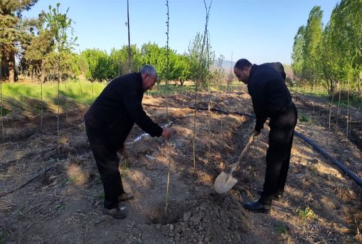 کاشت هفت هزار اصله نهال در مناطق عشایری آذربایجان شرقی 