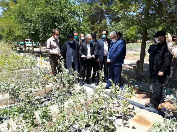 توسعه نهالکاری موجب غنای جنگلهای ایلام میشود