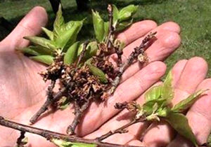 بالغ بر 109 میلیارد تومان خسارت ناشی از سرمازدگی   به محصولات شهرستان زرند