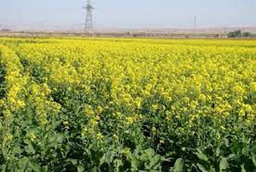 توسعه کشت دانه روغنی کلزا در خرمشهر