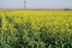 توسعه کشت دانه روغنی کلزا در خرمشهر