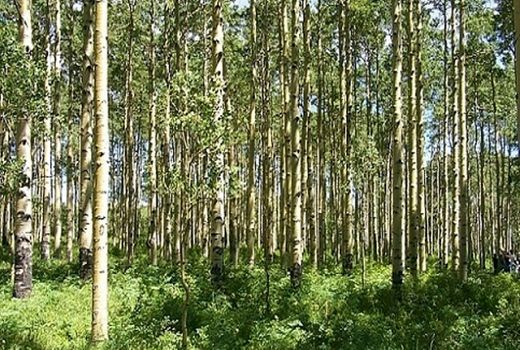 طرح تنفس جنگل ها، فرصتی برای توسعه زراعت چوب در خراسان شمالی
