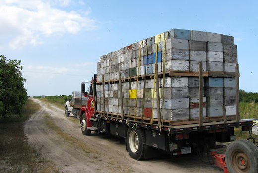 کوچ زنبورداران 6 استان ایران به قیر و کارزین برای تولید عسل کُنار آغاز شد/ اسکان بیش از 90 هزار کندوی زنبور عسل بومی و مهاجر