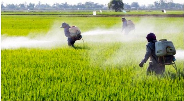 مبارزه با علف‌های هرز در ۳ هزار و ۳۴۵ هکتار 