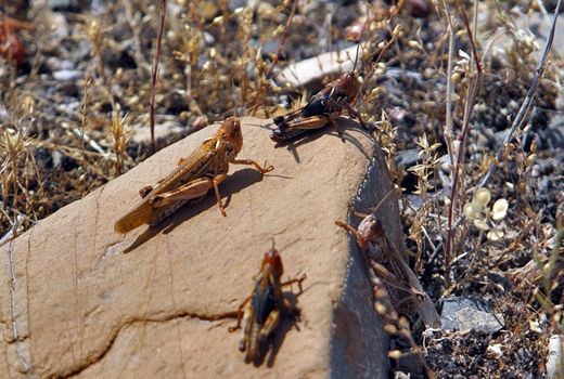 مبارزه با ملخ صحرایی در سطح ۷۴۴ هزار هکتار انجام شد