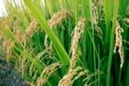 ظهور خوشه برنج در 3900 هکتار شالیزار بابل