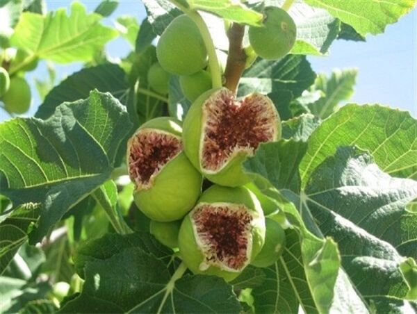 برداشت انجیر_شهرستان ارزوئیه