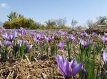برداشت ۲۴۰ کیلوگرم طلای سرخ از مزارع شهرستان گلپایگان