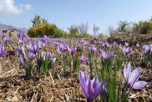 برداشت ۲۴۰ کیلوگرم طلای سرخ از مزارع شهرستان گلپایگان