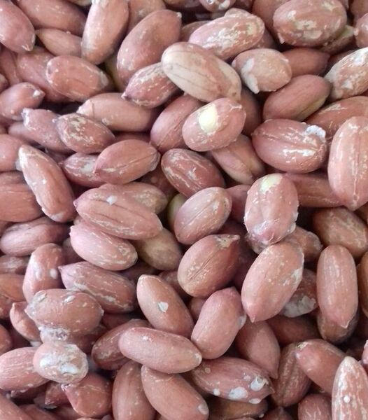 پایان برداشت بادام زمینی در گیلان با ارزش اقتصادی 770 میلیارد تومان