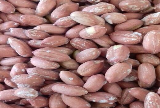 پایان برداشت بادام زمینی در گیلان با ارزش اقتصادی 770 میلیارد تومان
