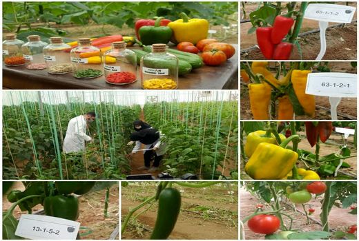 تولید بذر هیبرید با تلاش متخصصین بخش خصوصی