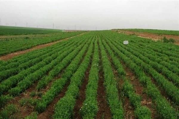 کشت ارقام نخود پابلند به روش انتظاری در مزارع دیم استان قزوین
