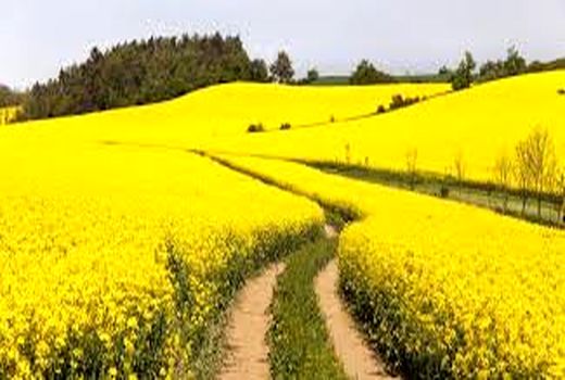 افزایش سطح زیر کشت کلزا در سالجاری