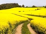 افزایش سطح زیر کشت کلزا در سالجاری