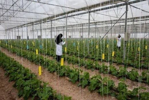بیش از ۷۰ مجتمع دام و گلخانه‌ای در چهارمحال و بختیاری احداث می‌شود