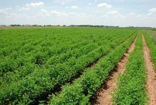 کشت قصیل (علوفه سبز) جو و ترتیکاله 