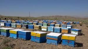 انجام طرح سرشماری زنبورستانها در مهرماه