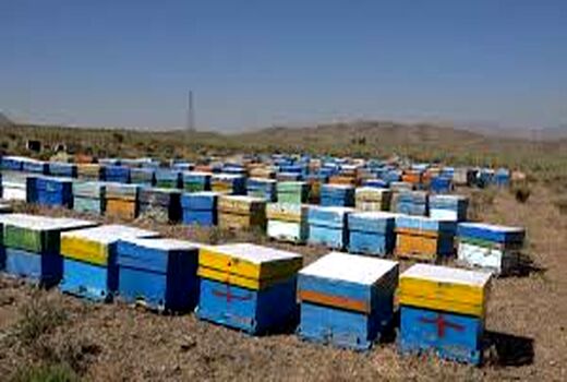 انجام طرح سرشماری زنبورستان‌ها در مهرماه