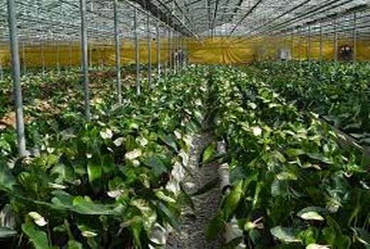 کشت گلخانه‌ای در خراسان شمالی هفت برابر افزایش یافت