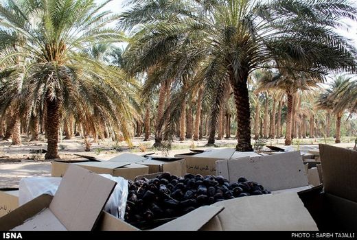 پروتکل بهداشتی  برداشت خرما در شهرستان بم انجام می‌شود