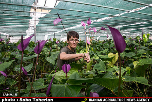کاهش 70 درصدی مصرف انرژی با مکانیزاسیون 
