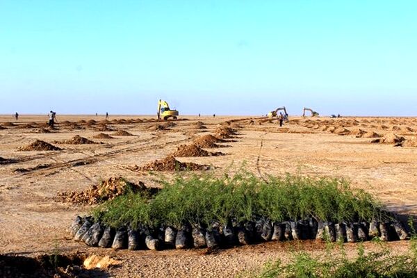 کاشت 49 میلیون نهال در عربستان تا سال 2030