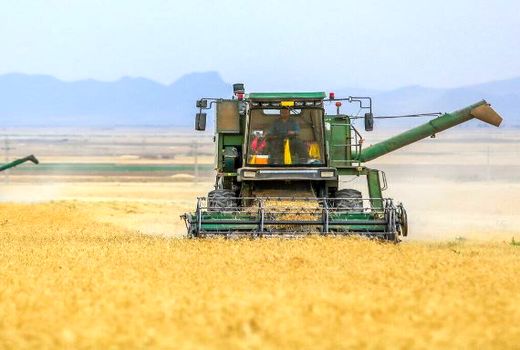 استمرار وضعیت کم آبی، تولید گندم از مزارع اصفهان را کاهش می دهد