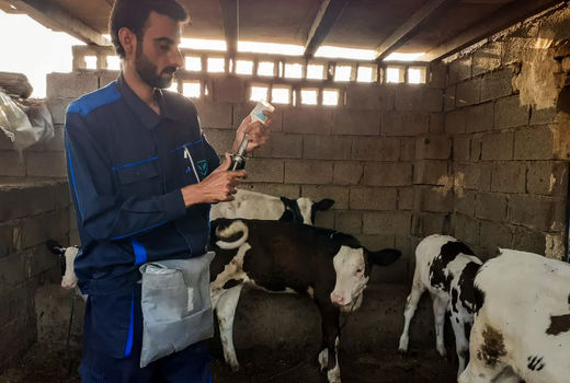 پایان واکسیناسیون دام‌های سنگین مناطق مرزی خرمشهر علیه بیماری لمپی اسکین