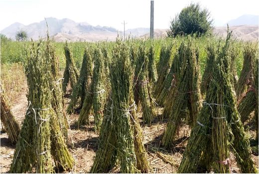 پیش‌بینی برداشت بیش از 50 تن کنجد در خداآفرین