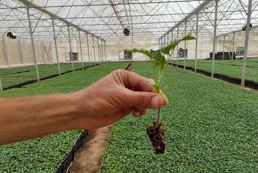 تولید بیش از ۷۰میلیون نشاء گوجه فرنگی در ارسنجان