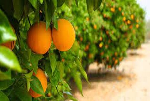 استفاده از سیستم آبیاری تحت فشار  سبب کاهش خسارت  باغات در شهرستان فهرج 