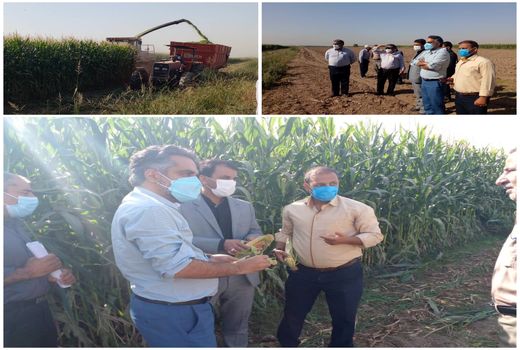 آغاز برداشت ذرت از مزارع شهرستان پاکدشت