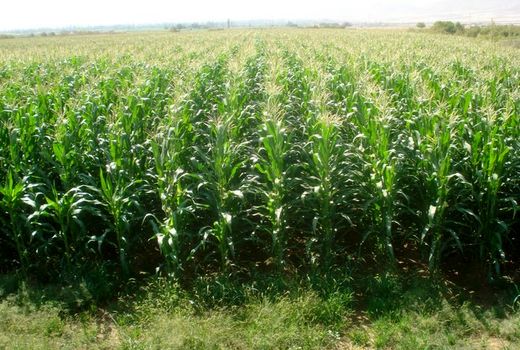 برگزاری جلسه تعیین هزینه حمل ذرت از مزرعه تا ایستگاه ذرت خشک کنی در شهرستان ارزوئیه