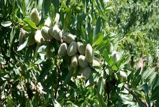 برداشت 25 هزار تُن بادام از باغات چهارمحال و بختیاری