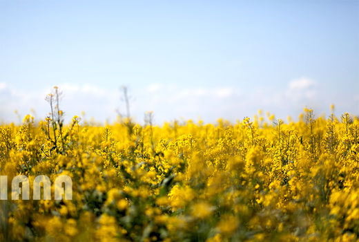 زمان بازپرداخت تسهیلات ماشین آلات کشاورزی به 10 سال افزایش یابد