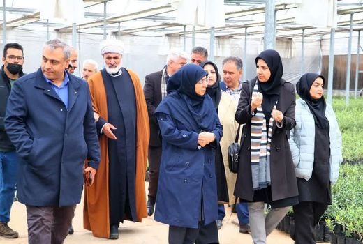 بازدید رئیس سازمان حفظ نباتات کشور از یک واحد تولید نهال و فرآوری زیتون در طارم سفلی قزوین