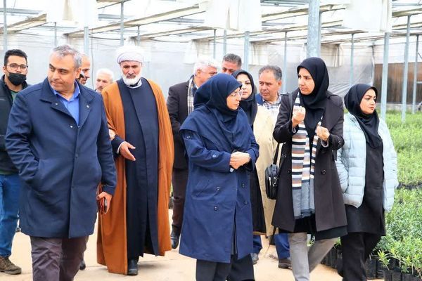 بازدید رئیس سازمان حفظ نباتات کشور از یک واحد تولید نهال و فرآوری زیتون در طارم سفلی قزوین