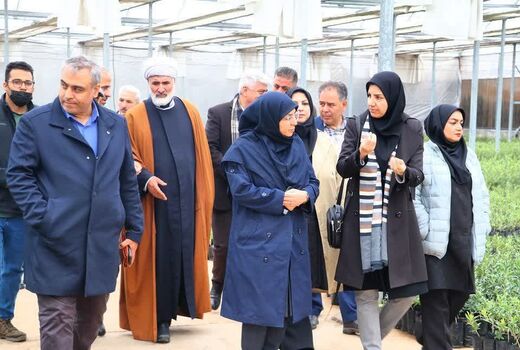 بازدید رئیس سازمان حفظ نباتات کشور از یک واحد تولید نهال و فرآوری زیتون در طارم سفلی قزوین