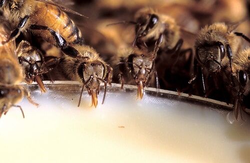 توزیع بیش از 250 تن شکر برای زنبورداران فسا
