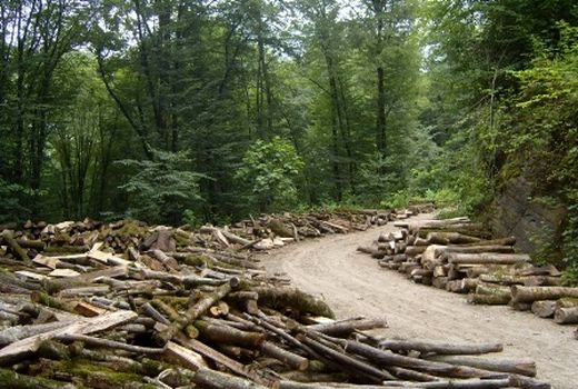 کاهش وابستگی  معیشتی مردم در حفظ جنگل ها موثر است