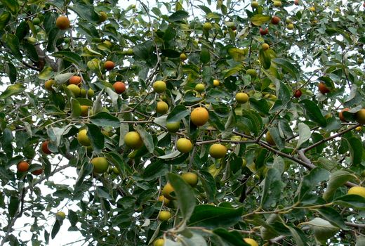 برداشت کُنار - سیستان و بلوچستان