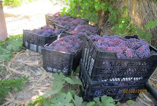 آغاز برداشت انگور یاقوتی در شهرستا سیروان