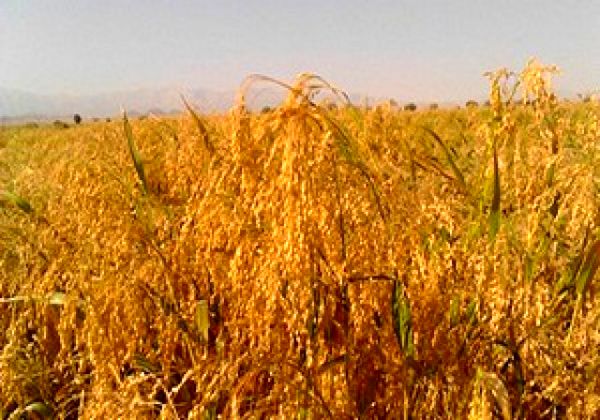 کشت ارزن در 20 هکتار از اراضی کشاورزی شهرستان البرز انجام شد 