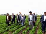 گلستان دومین تولید کننده چغندرقند پاییزه کشور