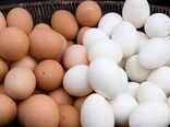 تخم مرغ در همدان ارزان شد